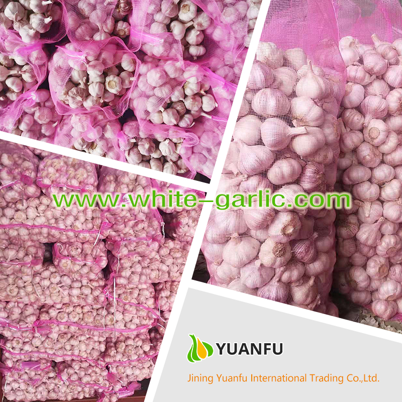 garlic exporters